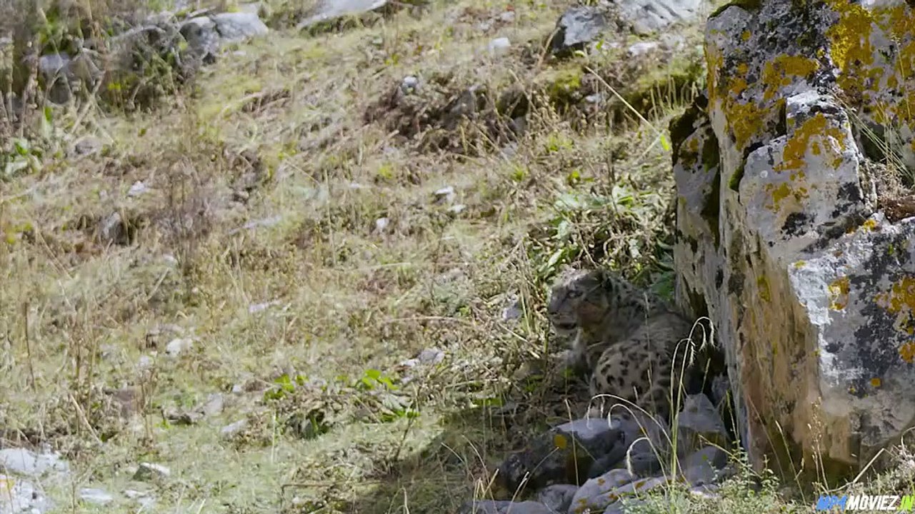 The Frozen Kingdom Of The Snow Leopard – Full Movie Hindi Dubbed