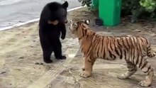 Little Bear vs Little Tiger