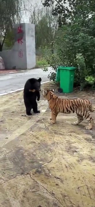 Little Bear vs Little Tiger