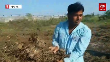 રાજ્ય સરકારના 10 હજાર કરોડના રાહત પેકેજથી જુનાગઢના ખેડૂતો નાખુશ, સહાયને માત્ર ટુકડા સમાન ગણાવી