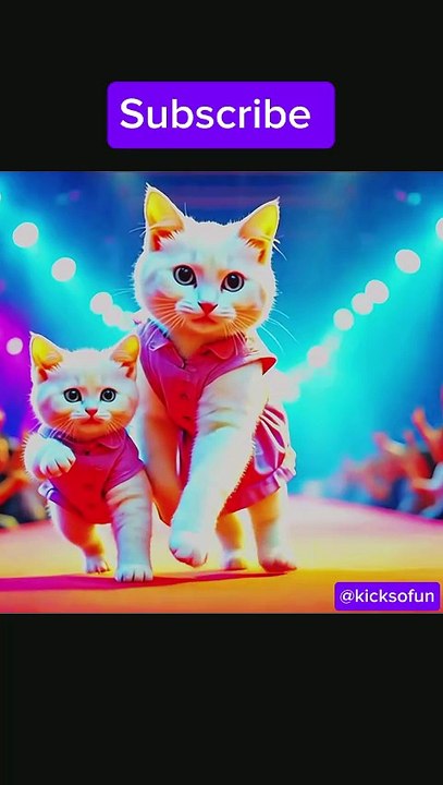Cat and kitten in fashion show