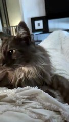 She Acts Like a Baby – And All She Wants Is Love ❤️ #cat #funnycats #viralcats #shorts #love #trendingcats #fyp