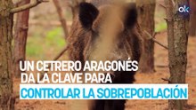 Un cetrero aragonés da la clave para controlar la sobrepoblación de jabalíes: la solución no está en los cazadores