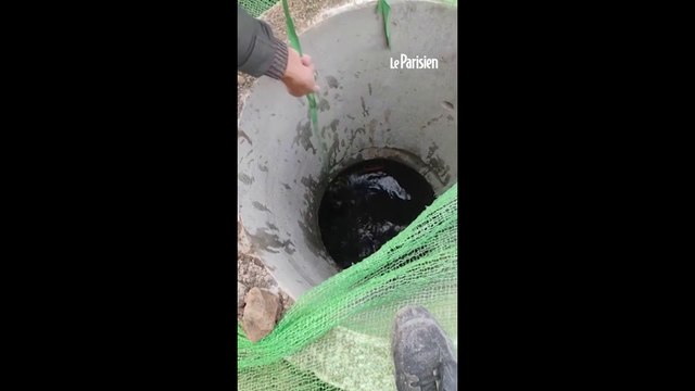 Chine : Un chien sauvé par des ouvriers après être tombé dans un puits