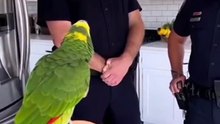 Cheerful parrot Mad the bird 🦜🚓😂😂😍😍🎬✨❤️ ⏰👨‍👨‍👧‍👧🥰😅