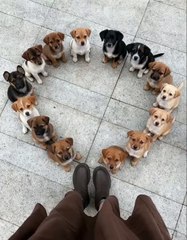 All puppies, please stand at attention!🐶