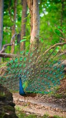In first frame- Indian peafowl 2nd- Indian jackal 3rd- Langoor