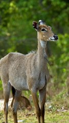 In Frame - Blue Bull (Nilgai)The Nilgai (Boselaphus tragocamelus), also known as the Blue bull,