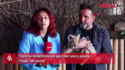 Tuzla'da ele geçirilen yavru aslana 'Hugo' adı verildi!