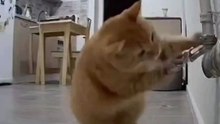 cat to work is wrong
