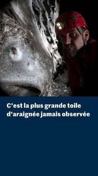C’est la plus grande toile d’araignée jamais observée