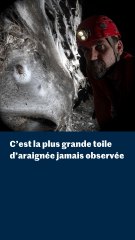 C’est la plus grande toile d’araignée jamais observée