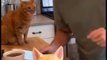 cutting cat