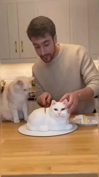 cat wrong cut