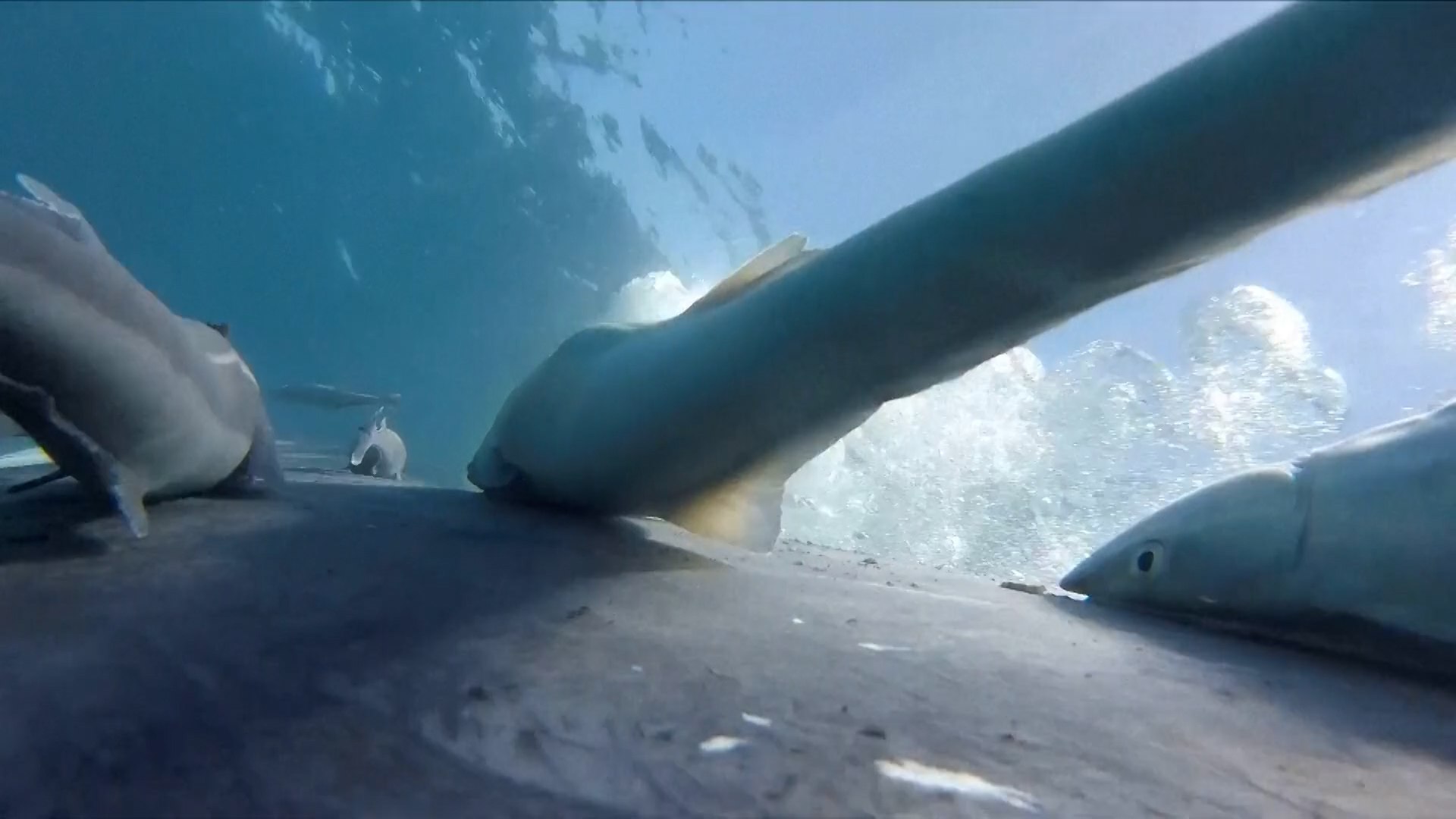 Sorprendente vídeo viral de un grupo de rémoras surfeando sobre una ballena