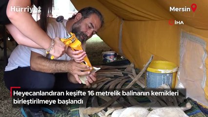 Heyecanlandıran keşifte 16 metrelik balinanın kemikleri birleştirilmeye başlandı