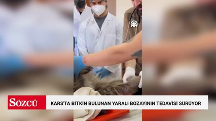 Kars'ta bitkin bulunan yaralı bozayının tedavisi sürüyor