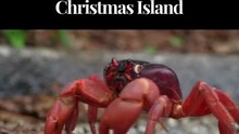 Red crabs