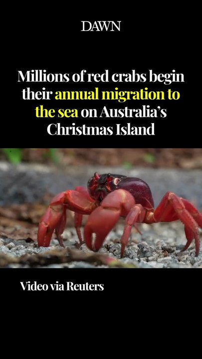 Red crabs