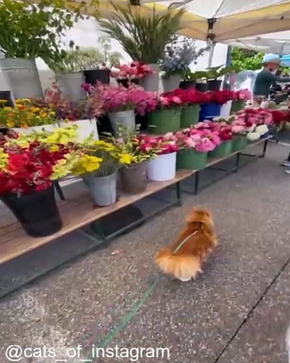 Les Chats les Plus Intelligents de YouTube_1753643706