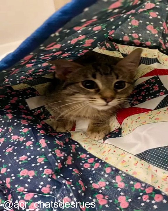 Les Meilleurs Moments de Chats_1754562987