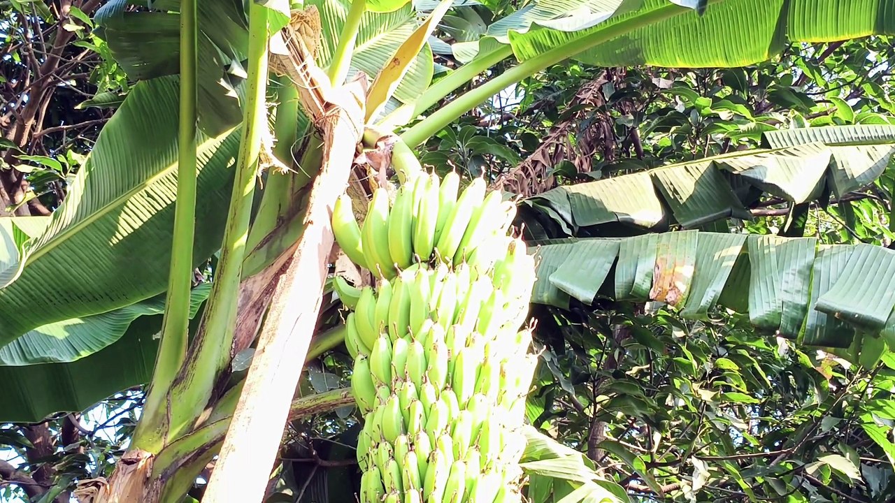 मेरे घर का केले का पेड़ |mere ghar ka kele ka ped |my 3Vlog |daily life vlog