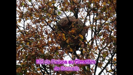 Brumath Nid géant de Frelons Asiatiques au Cimetière