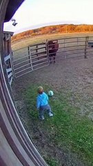 Guardian Horse! Quick-Thinking Horse Stops Bull from Attacking Toddler