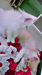 Funny Cute White Cat Playing