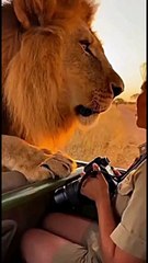 Too Close! Wild Lion Jumps Up on Safari Vehicle and Terrifies Photographer
