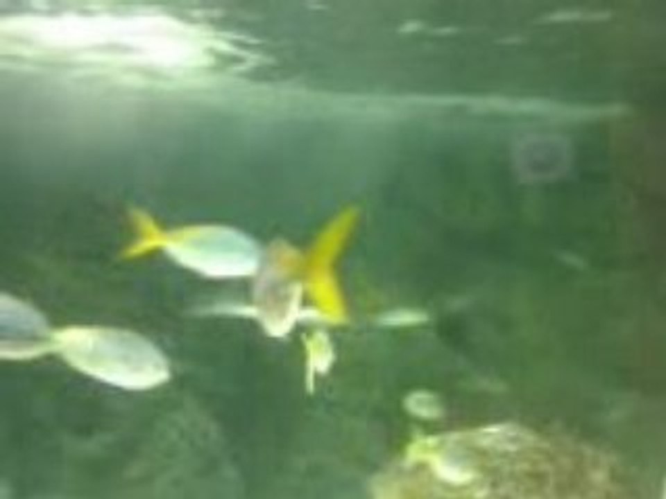 aquarium La Rochelle