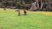 Australian kangaroos 🦘