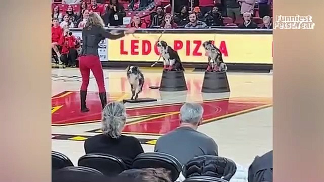 FUNNIEST Pets of The Year! 🤣