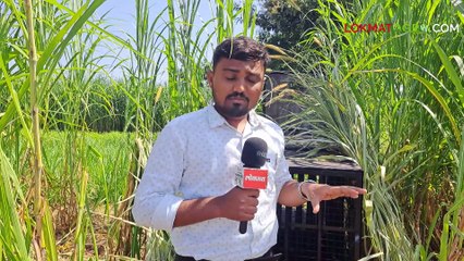 तिघांना मारल्यानंतर बिबट्याची हत्या;-पिंपरखेडमध्ये सध्याची स्थिती काय--_1