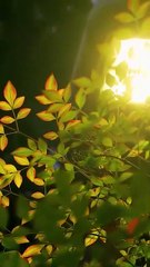 Keep the Ring, I'll Take My Crown #Dramabox