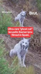 Rare leucistic Iberian lynx filmed in Spain.