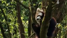 Güney Himalayalar’ın serin dağ ormanlarında yaşayan kızıl pandalar, bambuya olan tutkuları ve ağaçlara ustalıkla tırmanma yetenekleriyle gizemli bir hayat sürüyor…