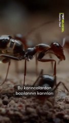 Karınlarında sıvı altın taşıyan bal karıncaları, kıtlık zamanlarında kolonilerini besleyen bir depoya dönüşüyor.