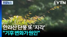 한라산 단풍 또 '지각'..."기후 변화가 원인" / YTN