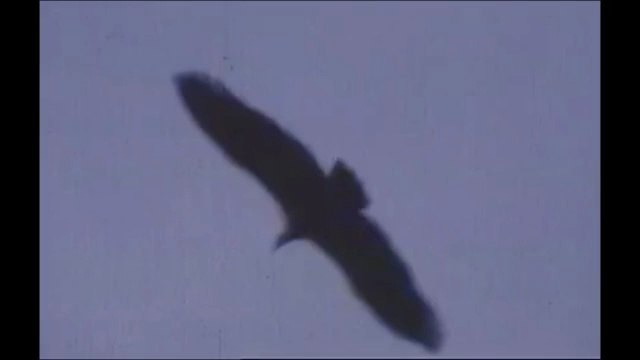 Montagnes de Chrea, Blida جبال الشريعة، البليدة