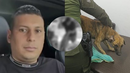 Se entregó el hombre que golpeó brutalmente a un perro en Antioquia: llegó con un animal