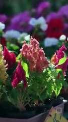 I Flash-Married My Best Friend! USA #ReelShort