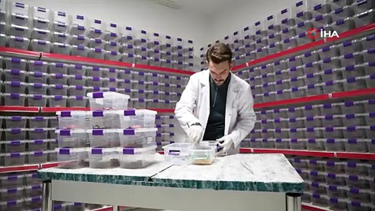 Niğde’den dünyaya ’akrep zehri’ ihracatı