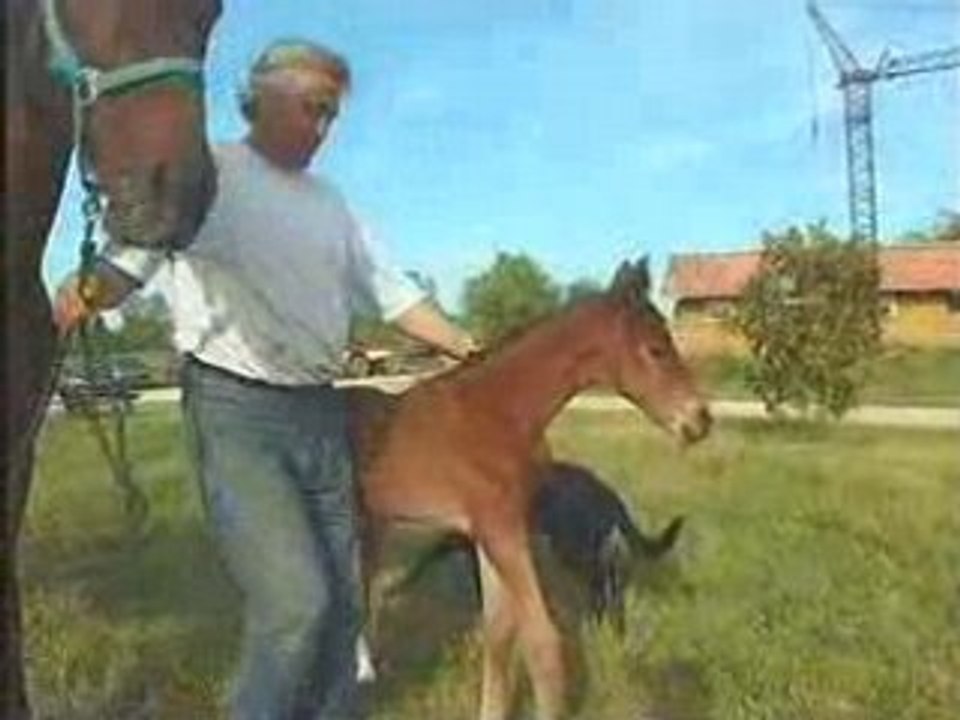 Le poulain a  2 jours...(ROY de Thélème/P.Cougul)).