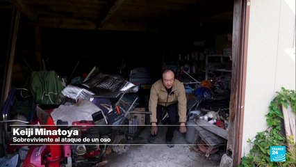 Crecen los ataques de osos en Japón: 13 muertes en lo que va del 2025