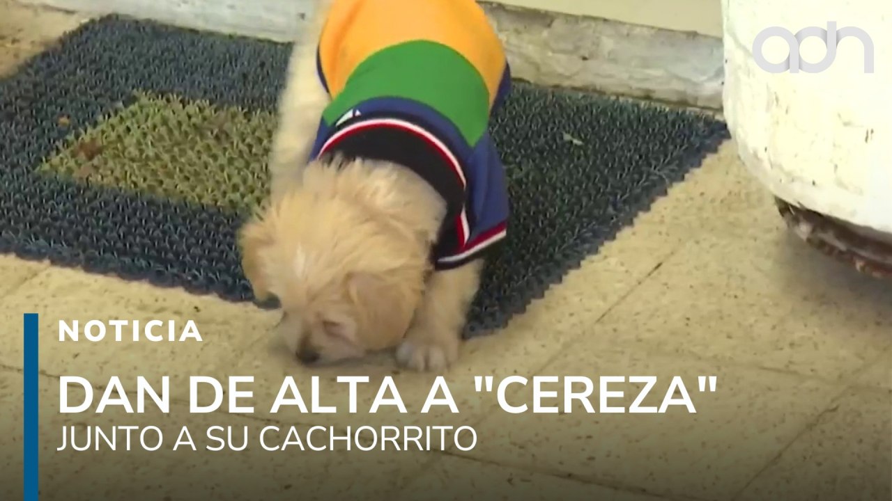 Dan de alta a "Cereza" junto a su cachorro, perrita sobreviviente de la explosión en la Concordia