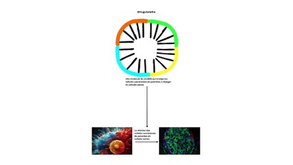 Changent les cellules cancéreuses du pancréas en cellules saines