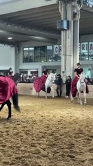 Zaia - I momenti più belli della terza giornata di Fieracavalli (08.11.25)