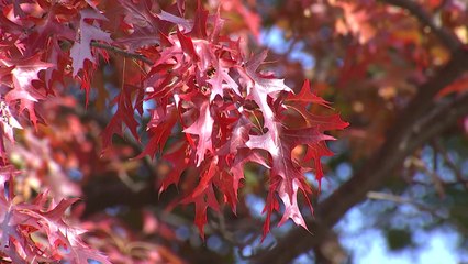 [날씨] 휴일 온화한 늦가을...오후부터 찬바람, 내일 초겨울 / YTN