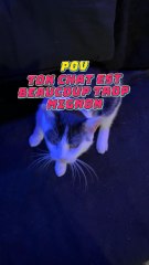 Ton chat est beaucoup trop mignon 🙂‍↔️😂 #Exclu #Chat #Drole